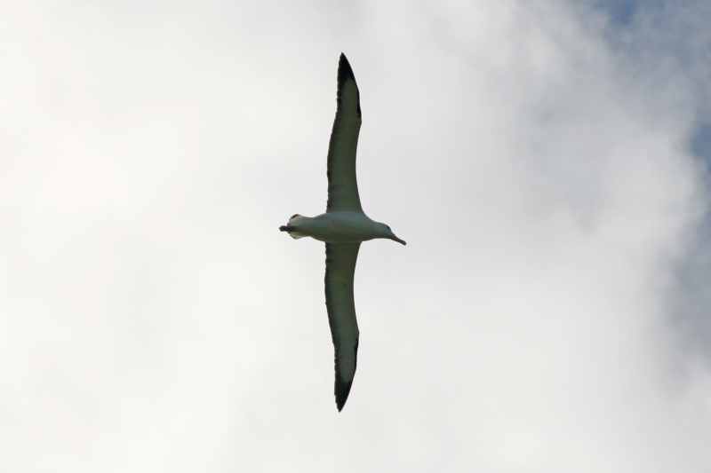 Nieuw-Zeeland 2011 - 1952